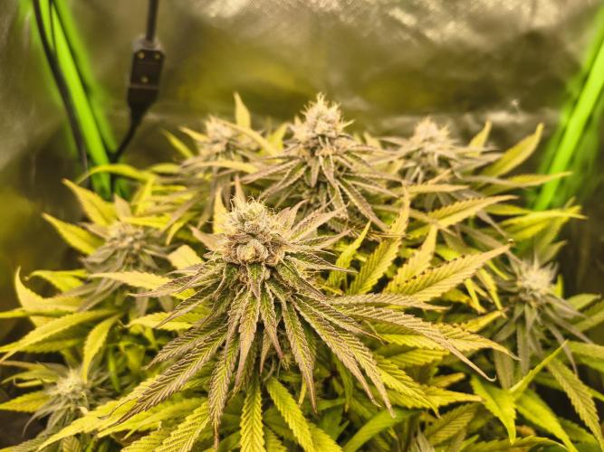 Green Papaya  (Indoor 150w). Week 12