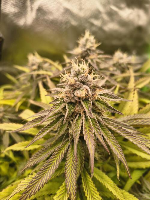 Green Papaya  (Indoor 150w). Week 12