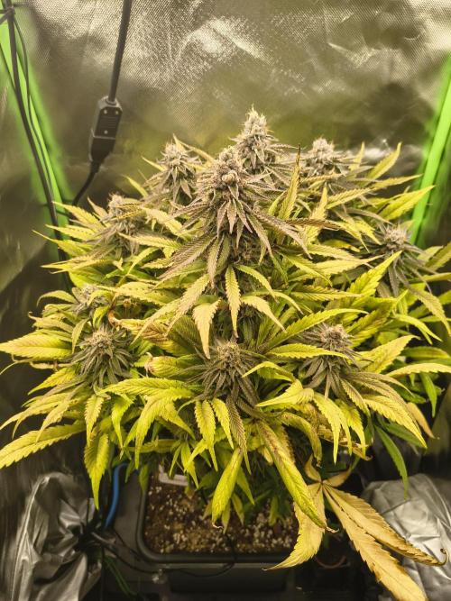 Green Papaya  (Indoor 150w). Week 13