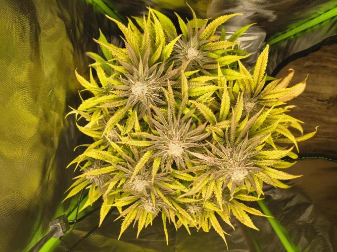 Green Papaya  (Indoor 150w). Week 13