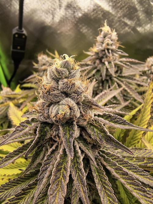 Green Papaya  (Indoor 150w). Week 13