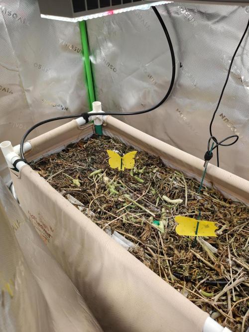 Eli - Rkiem Seeds. Week 0 - 2nd run for this Bed
