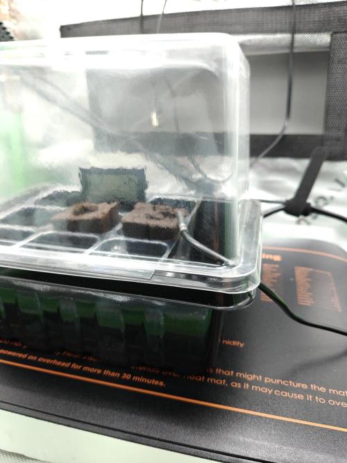 Eli - Rkiem Seeds. Week 0 - 27.12.25 