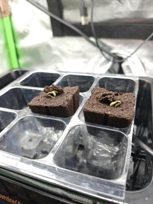 Eli - Rkiem Seeds. Week 0 - 30.12.25