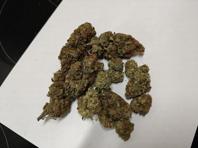 Blue Dream. Week 17 - - Bild nach einer Woche curen