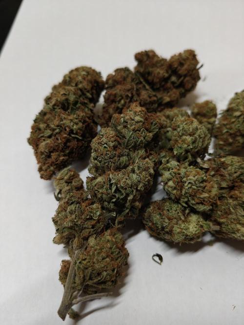 Blue Dream. Week 17 - - Bild nach einer Woche curen