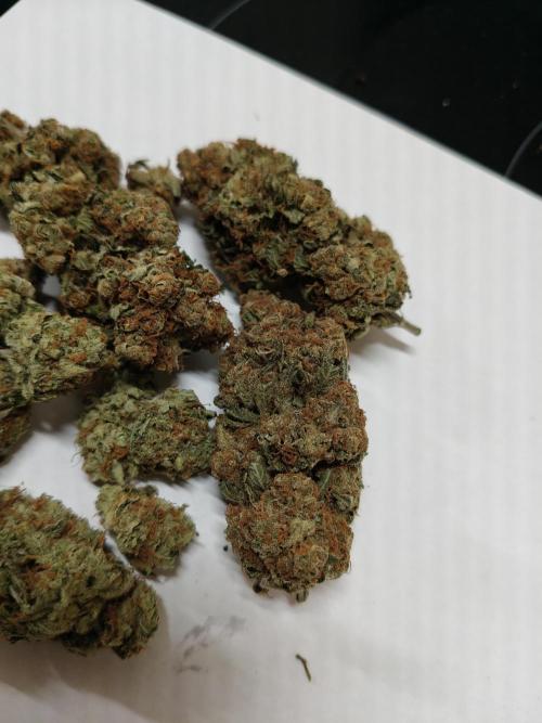 Blue Dream. Week 17 - - Bild nach einer Woche curen