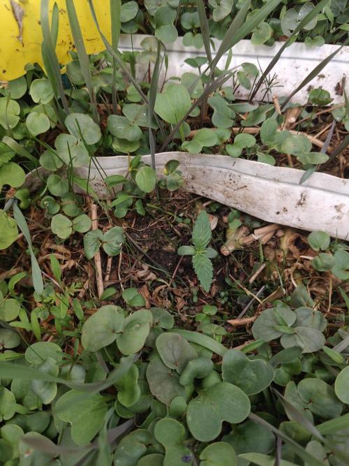 Eli - Rosetta Stone x Landrace Ghana. Week 1