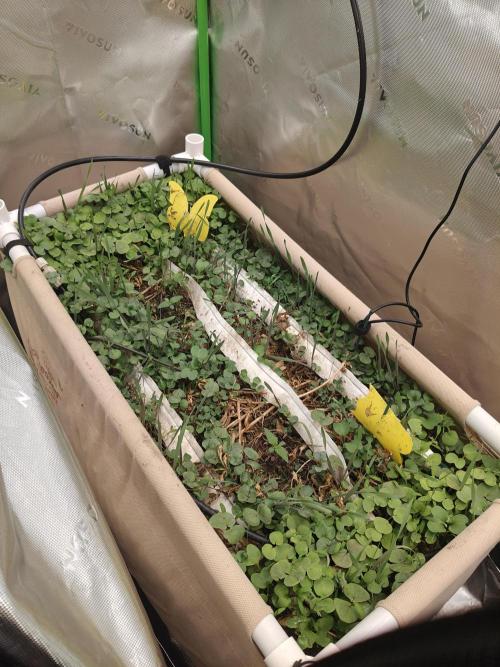 Eli - Rosetta Stone x Landrace Ghana. Week 1