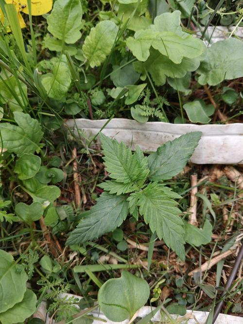 Eli - Rosetta Stone x Landrace Ghana. Week 2