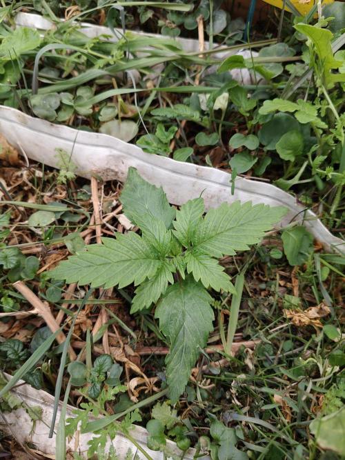 Eli - Rosetta Stone x Landrace Ghana. Week 2