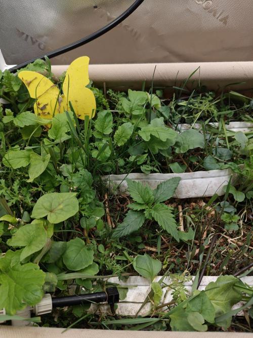 Eli - Rosetta Stone x Landrace Ghana. Week 2