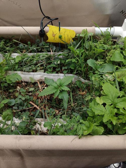 Eli - Rosetta Stone x Landrace Ghana. Week 2