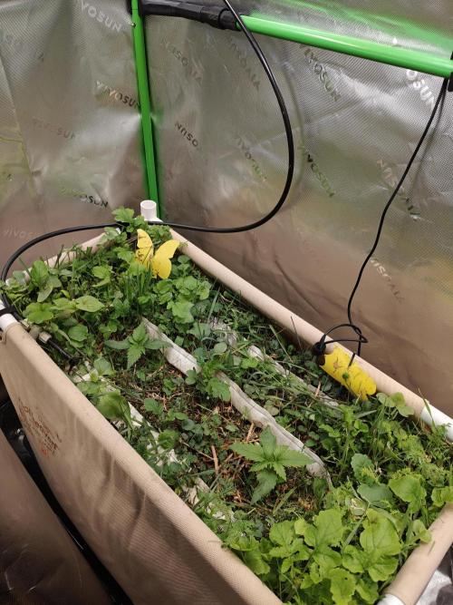 Eli - Rosetta Stone x Landrace Ghana. Week 2