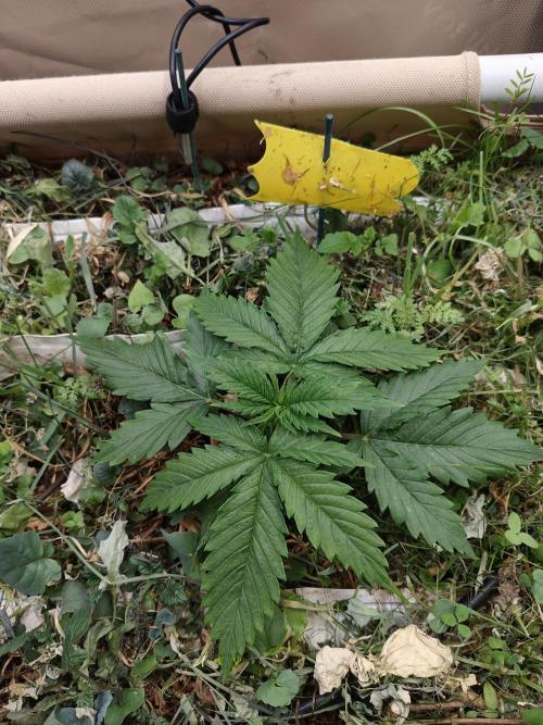 Eli - Rosetta Stone x Landrace Ghana. Week 3