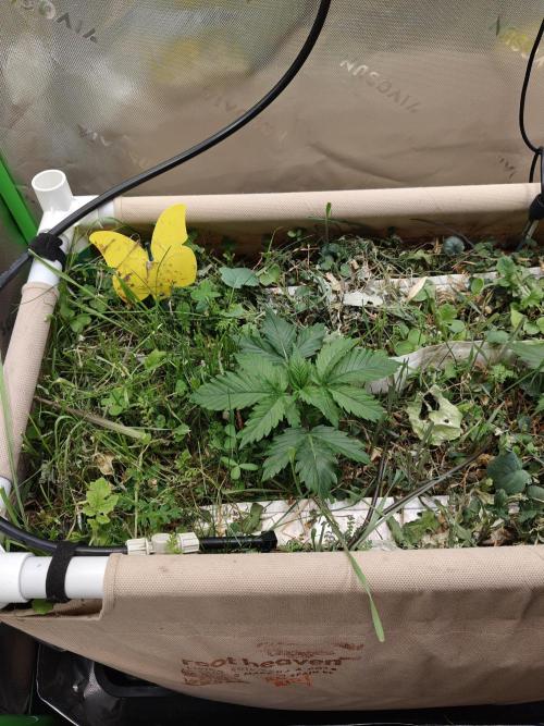 Eli - Rosetta Stone x Landrace Ghana. Week 3