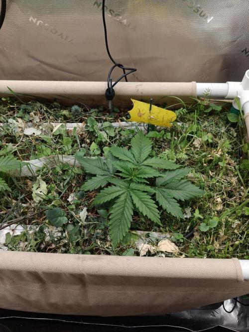 Eli - Rosetta Stone x Landrace Ghana. Week 3