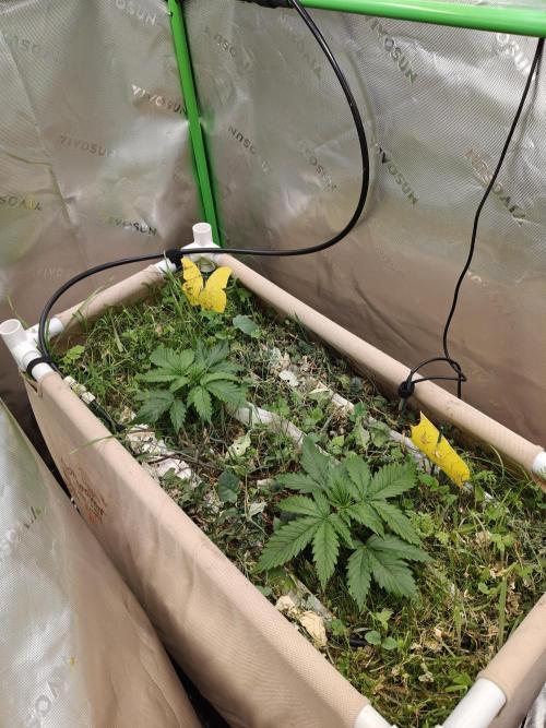 Eli - Rosetta Stone x Landrace Ghana. Week 3