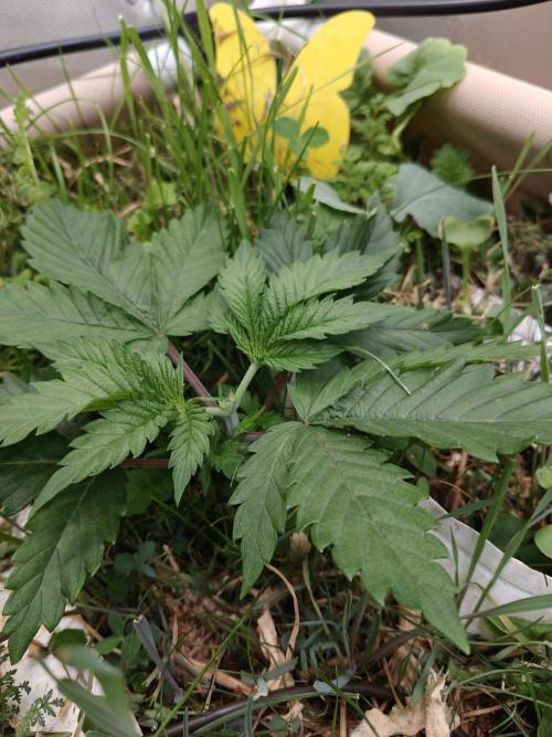 Eli - Rosetta Stone x Landrace Ghana. Week 3