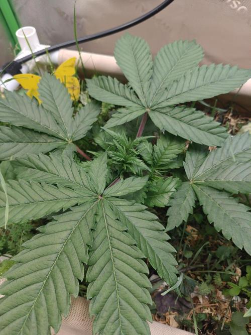 Eli - Rosetta Stone x Landrace Ghana. Week 4