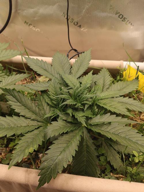 Eli - Rosetta Stone x Landrace Ghana. Week 4