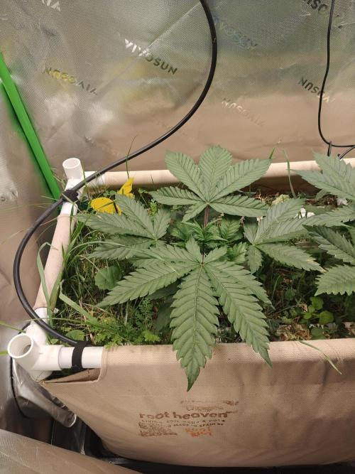 Eli - Rosetta Stone x Landrace Ghana. Week 4