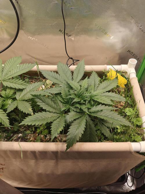 Eli - Rosetta Stone x Landrace Ghana. Week 4