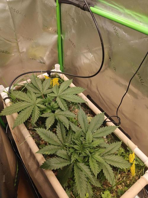 Eli - Rosetta Stone x Landrace Ghana. Week 4