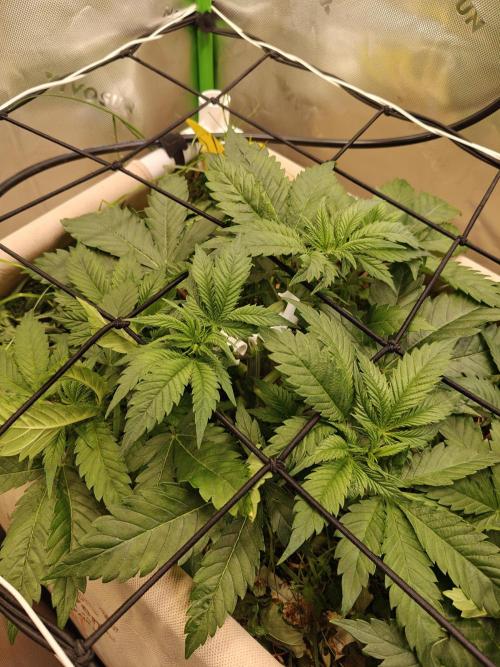 Eli - Rosetta Stone x Landrace Ghana. Week 5