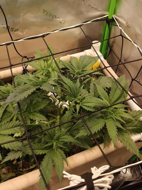 Eli - Rosetta Stone x Landrace Ghana. Week 5