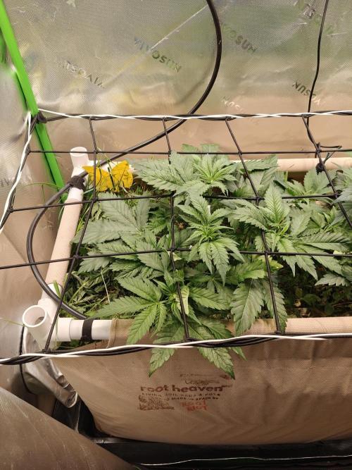 Eli - Rosetta Stone x Landrace Ghana. Week 5