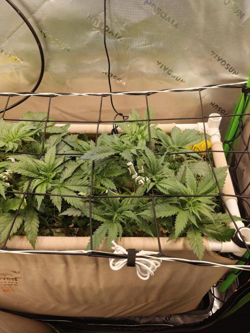 Eli - Rosetta Stone x Landrace Ghana. Week 5