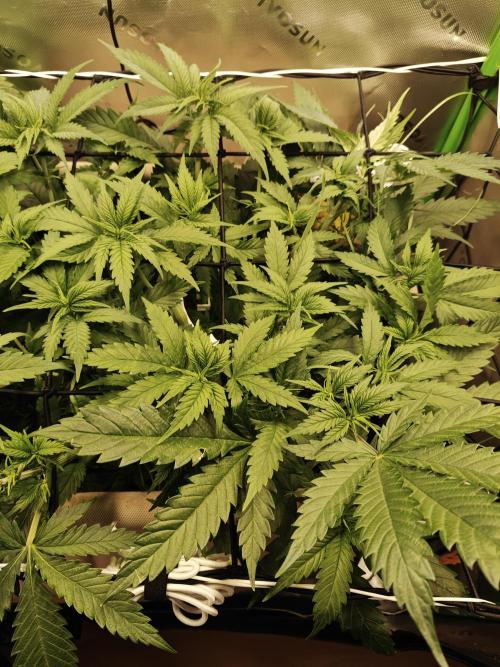 Eli - Rosetta Stone x Landrace Ghana. Week 6