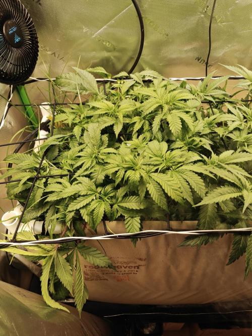 Eli - Rosetta Stone x Landrace Ghana. Week 6