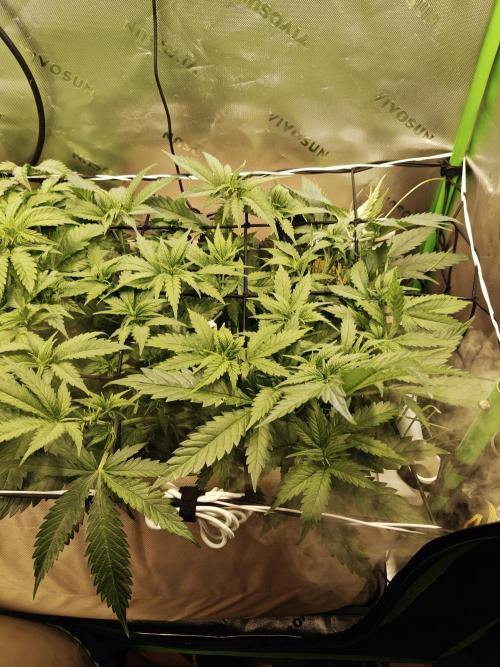 Eli - Rosetta Stone x Landrace Ghana. Week 6