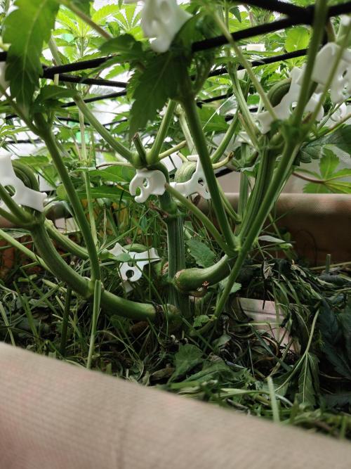 Eli - Rosetta Stone x Landrace Ghana. Week 7