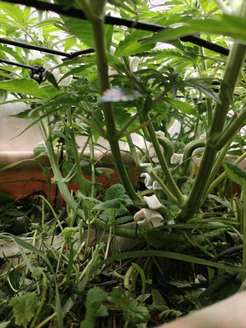 Eli - Rosetta Stone x Landrace Ghana. Week 7