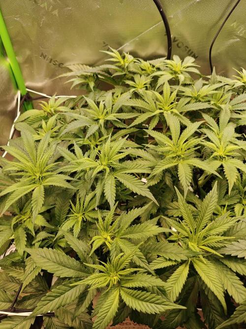 Eli - Rosetta Stone x Landrace Ghana. Week 7