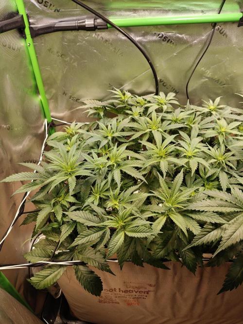 Eli - Rosetta Stone x Landrace Ghana. Week 7