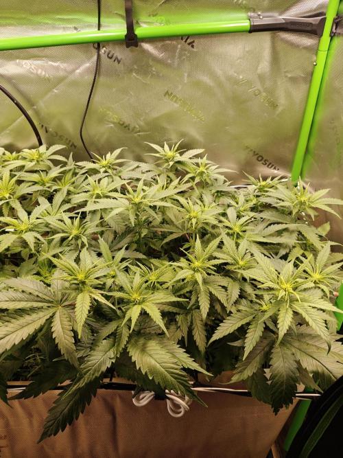 Eli - Rosetta Stone x Landrace Ghana. Week 7