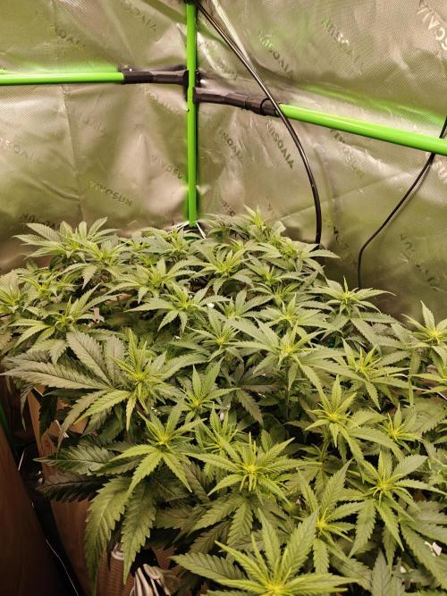 Eli - Rosetta Stone x Landrace Ghana. Week 7