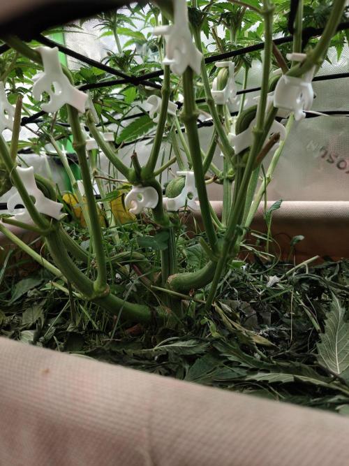 Eli - Rosetta Stone x Landrace Ghana. Week 8