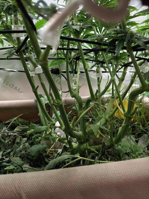 Eli - Rosetta Stone x Landrace Ghana. Week 8