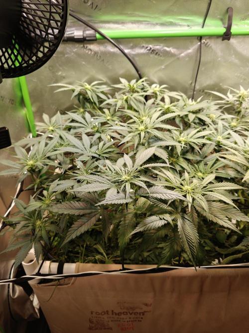 Eli - Rosetta Stone x Landrace Ghana. Week 8