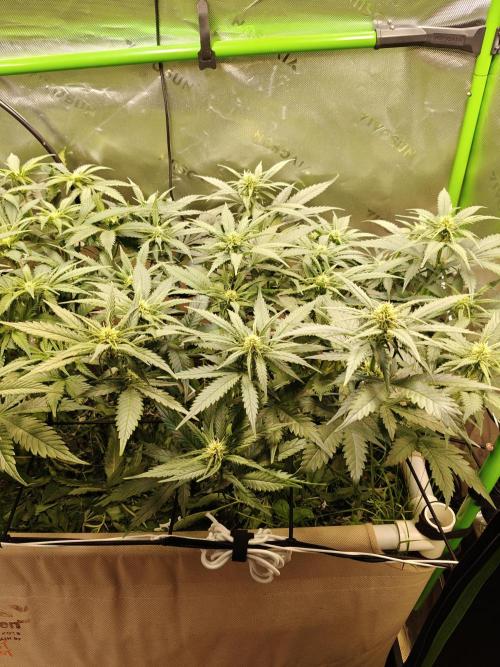 Eli - Rosetta Stone x Landrace Ghana. Week 8