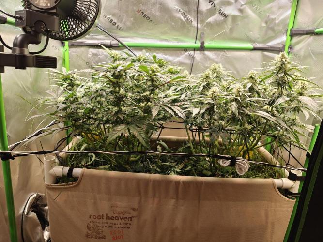 Eli - Rosetta Stone x Landrace Ghana. Week 9