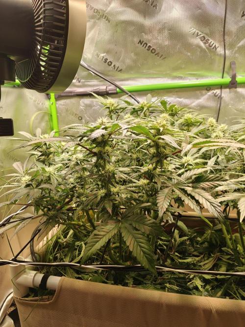 Eli - Rosetta Stone x Landrace Ghana. Week 9