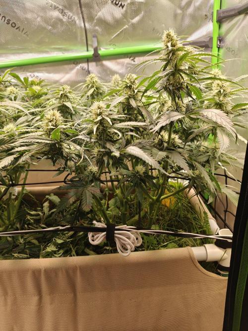 Eli - Rosetta Stone x Landrace Ghana. Week 9