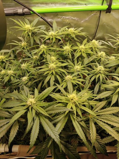 Eli - Rosetta Stone x Landrace Ghana. Week 9