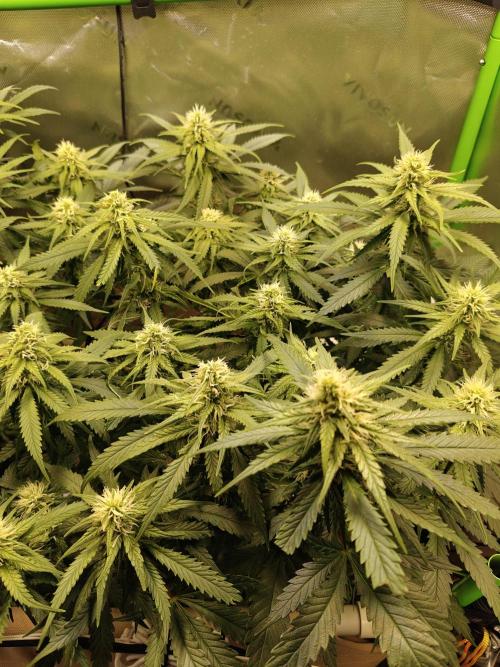 Eli - Rosetta Stone x Landrace Ghana. Week 9